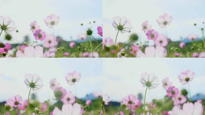 阳光微风花草  唯美空镜头