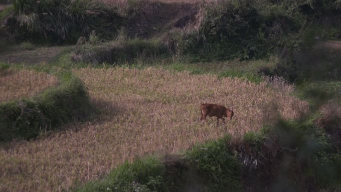 农村大山风景牛吃草