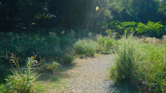 森林 郊区 荒地 草地 小路