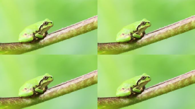 葵花梗花园中的绿色小青蛙宏视频