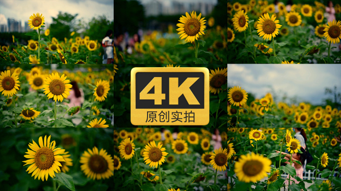 【4K原创实拍】向日葵