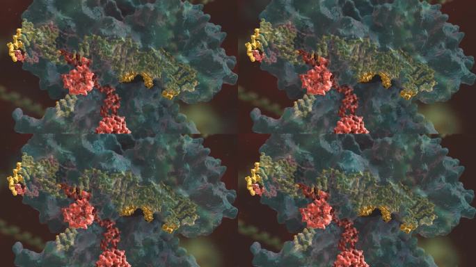 人类基因编码 基因编辑 DNA 基因工程