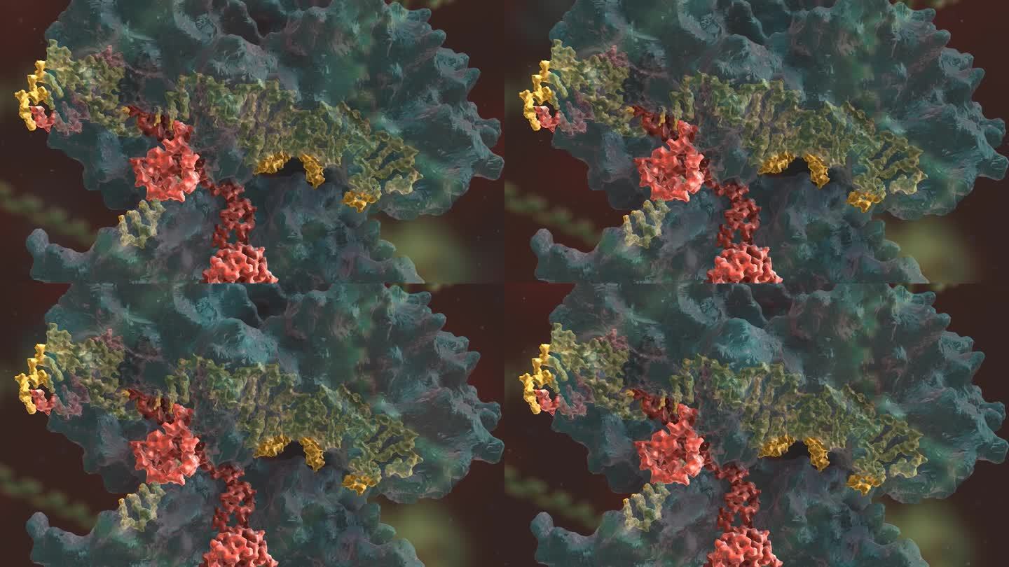 人类基因编码 基因编辑 DNA 基因工程