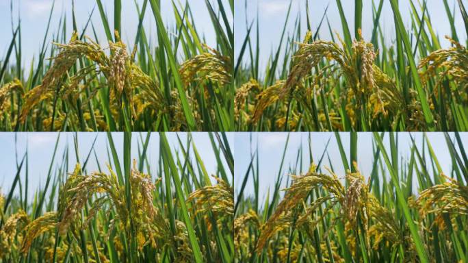 阳光下的成熟的稻田