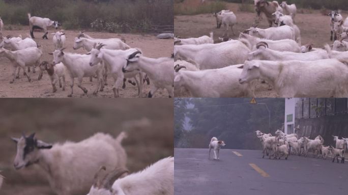 羊回家在公路走着