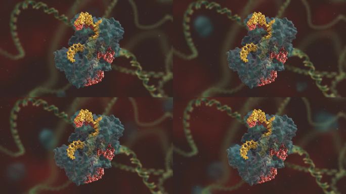 三维动画 基因编辑 DNA 基因工程