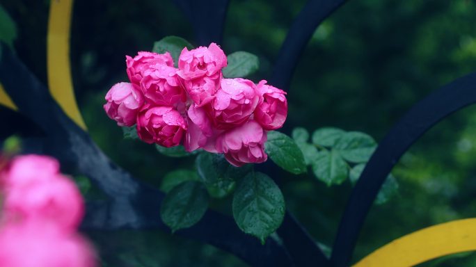 4K唯美玫瑰花 雨中月季花 争艳 抒情