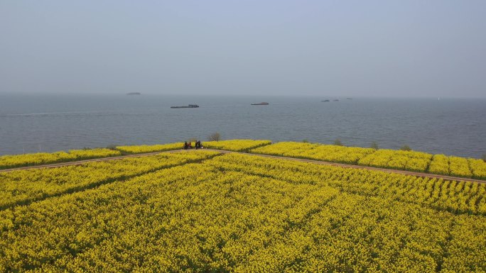 江苏省苏州油菜花4K航拍素材