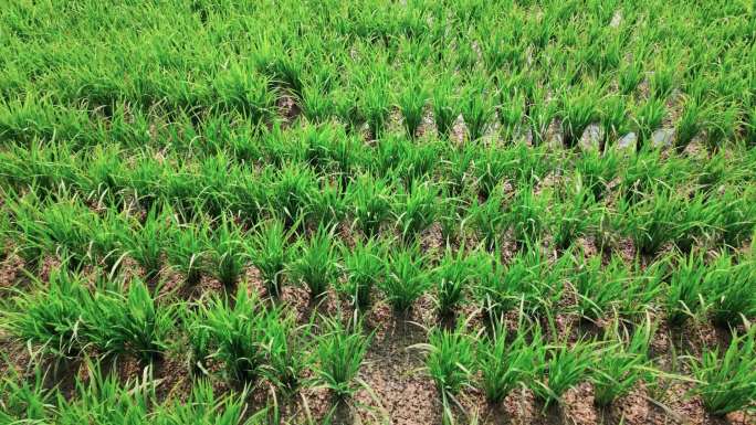 江汉平原水稻生机勃勃 夏季水稻