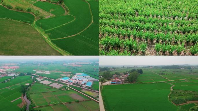 江汉平原水稻生机勃勃 夏季水稻