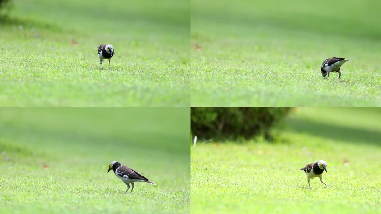 黑领椋鸟5