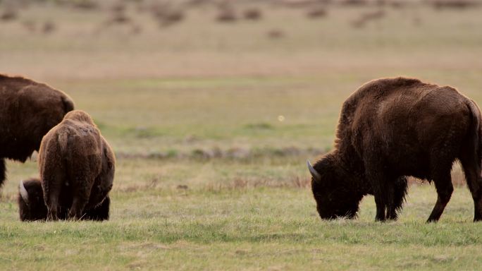 放牧野牛：黄石国家公园：拉马尔山谷
