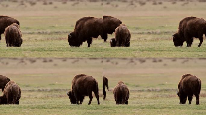 放牧野牛：黄石国家公园：拉马尔山谷