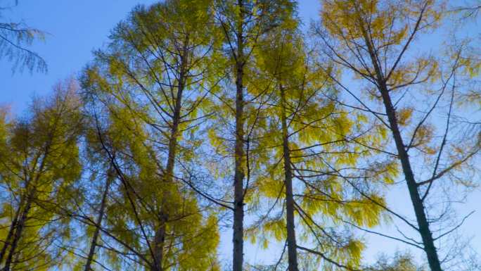 4k逆光天然古树唯美自然森林植物生态松树
