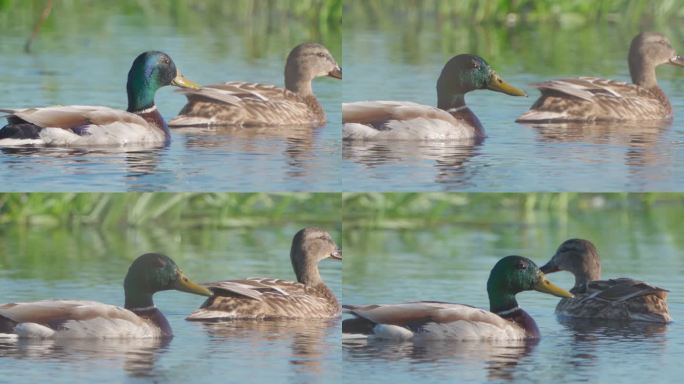 一对鸟——雄性和雌性大黄鱼（Anas platyrhynchos）在阳光明媚的春天清晨在湖中游泳。