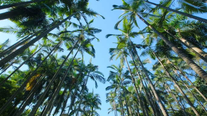 仰拍 棕榈树 热带植物园 假槟榔树 树林