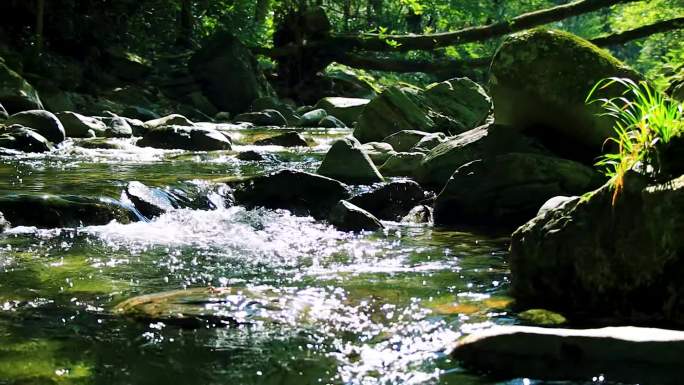 唯美原生态森林小溪流水