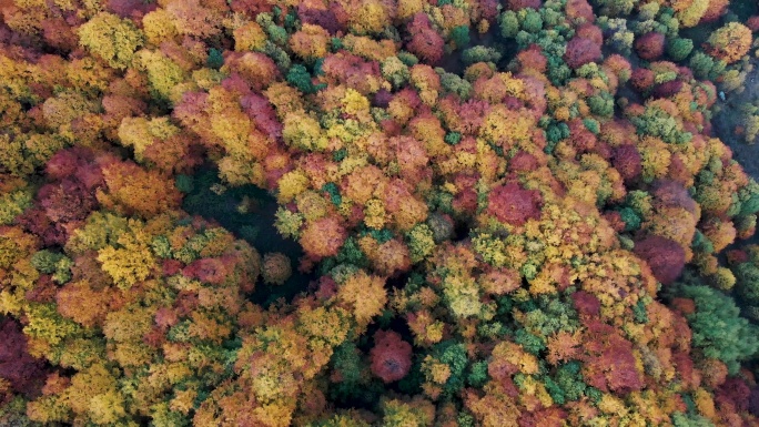 五彩缤纷的秋林——让我们拯救地球