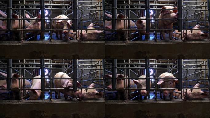 农场里的猪土猪喂猪养猪场养殖