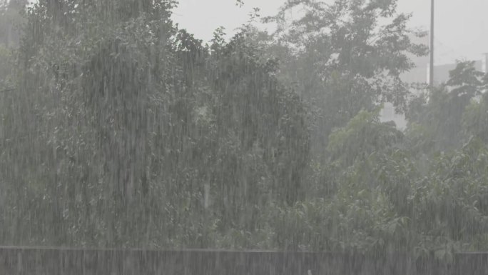 暴雨树林升格