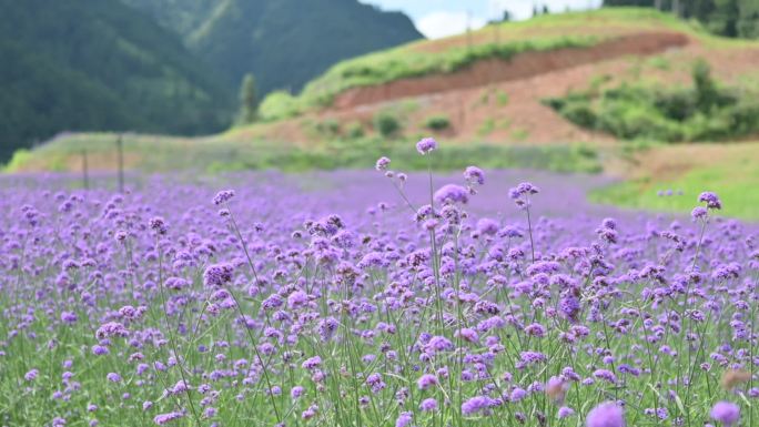 马鞭草花海