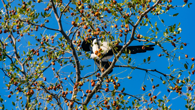 喜鹊站在树上梳理羽毛