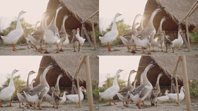 日落时的放养鹅群家禽生物多样性