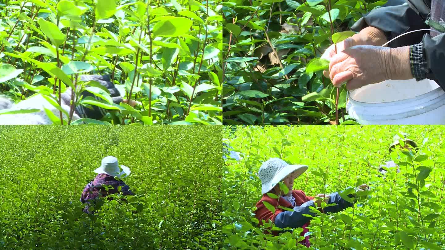 采茶 茶农 茶田 茶叶