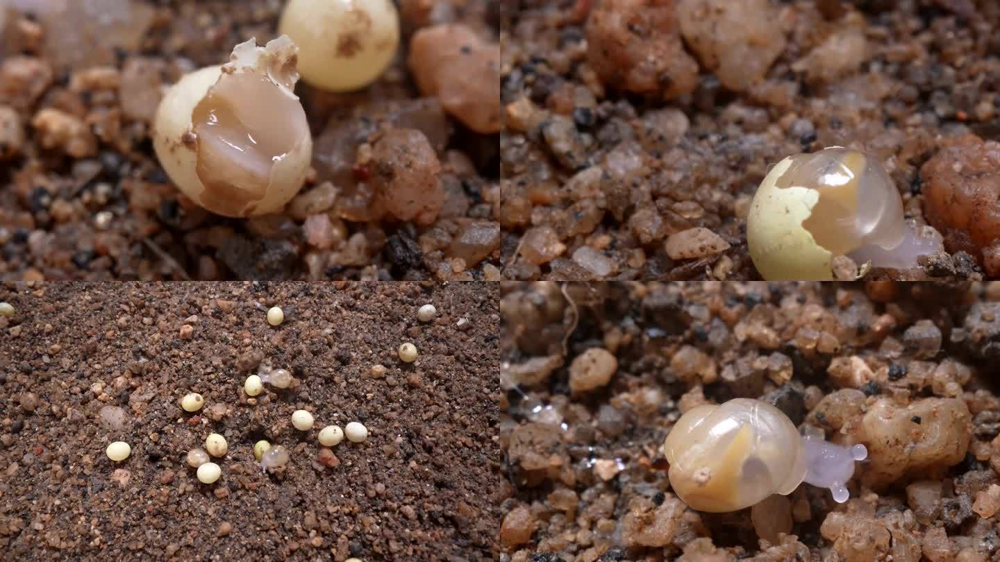 小蜗牛孵化出壳
