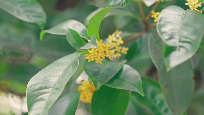 桂花 挂花树