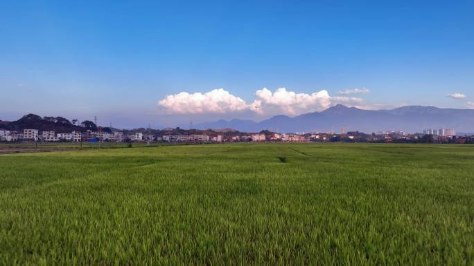 4K高清稻田稻穗丰收季航拍