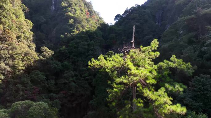 秋天山林里的松树