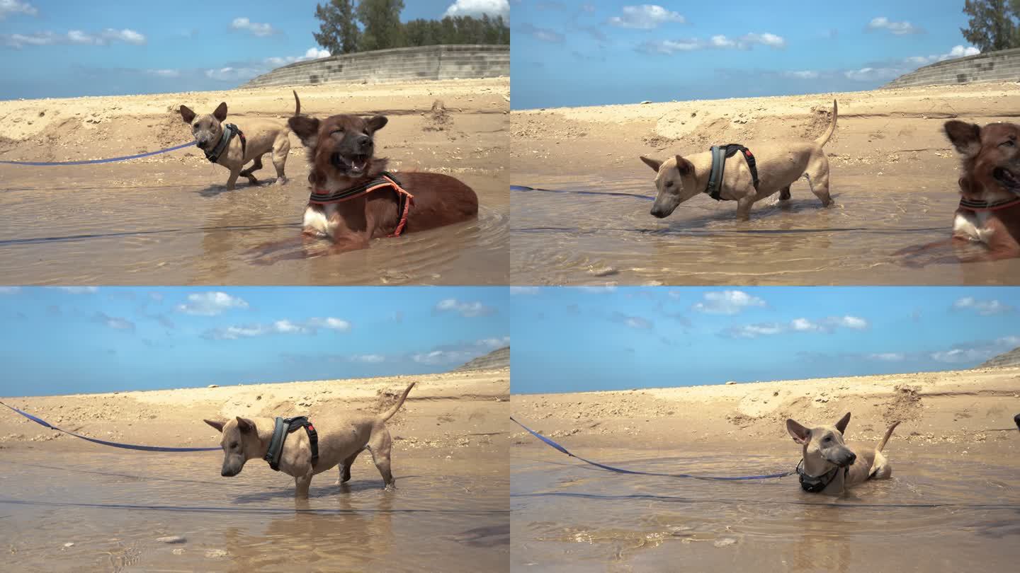 热带海滩上的残障狗在海水中冷却