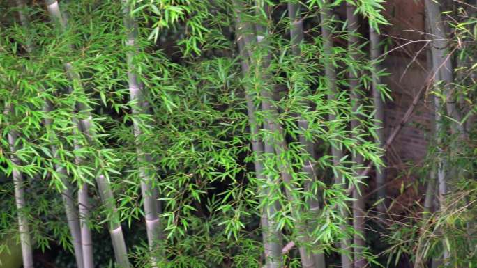 大型竹林楠竹