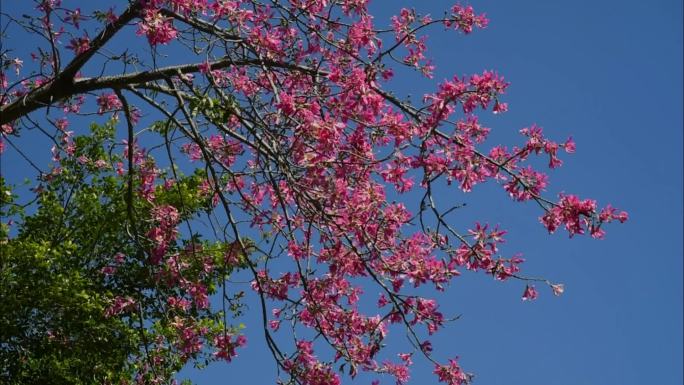 盛开的异木棉花树