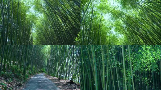 4K竹林 重渡沟 林荫小道风景