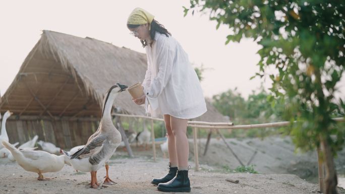 养鸡场喂鹅和鸭的年轻女子