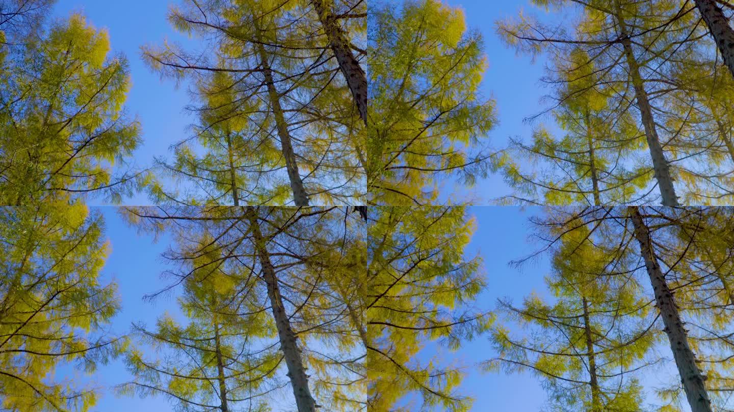 4k逆光天然古树唯美自然森林植物生态松树