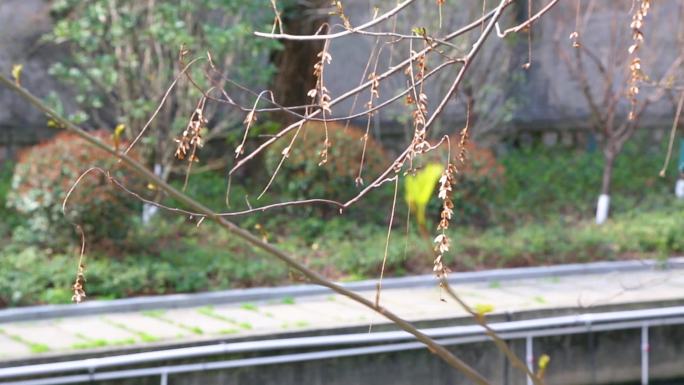 迎春花 发芽 春天