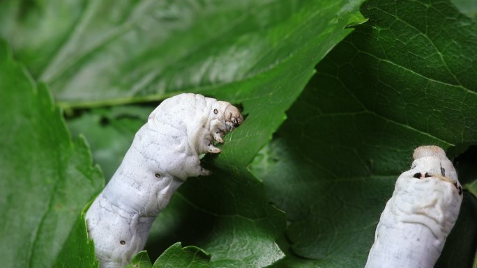 食蚕桑叶蚕养蚕茧纺丝