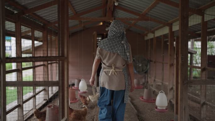 农民在产蛋鸡场里采摘新鲜鸡蛋