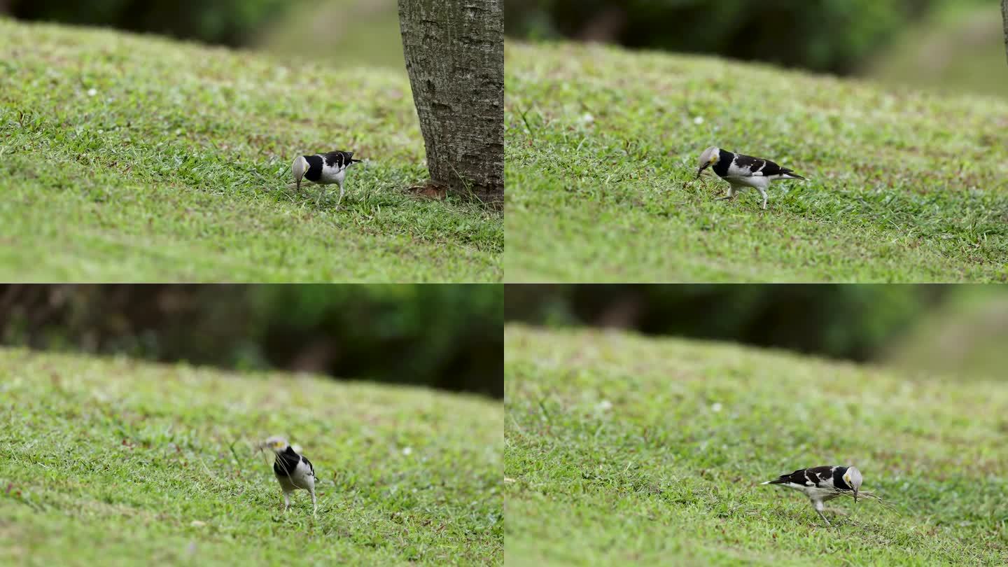 黑领椋鸟1