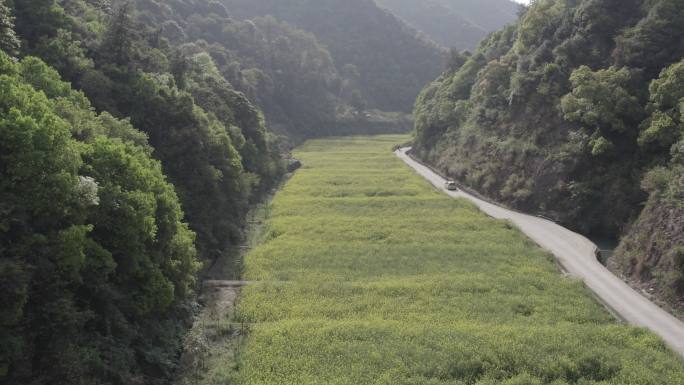 油菜花田 航拍 风景 未调色