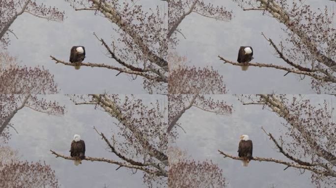 暴风雪中树枝上的鹰