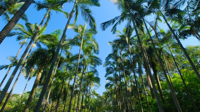 仰拍 棕榈树 热带植物园 假槟榔树 树林