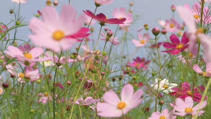 高清实拍山花野菊花素材3