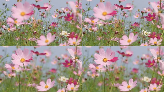 高清实拍山花野菊花素材3