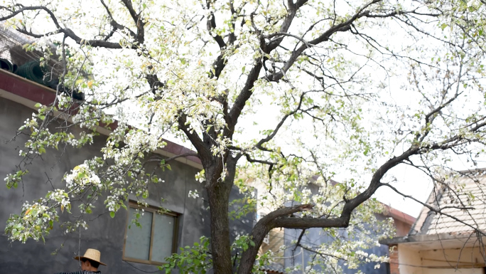 梨花农村院子风景露珠