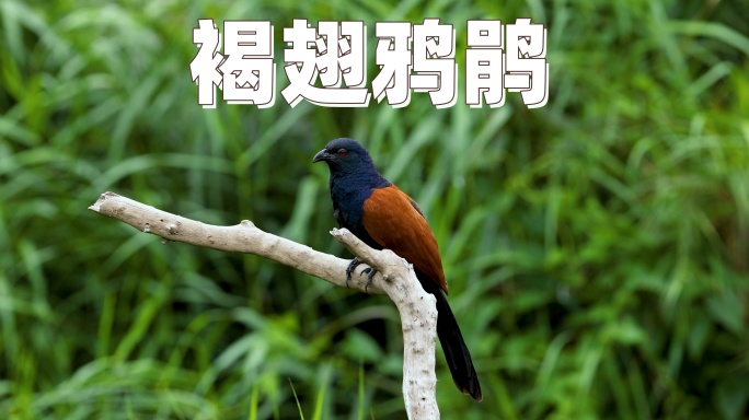 褐翅鸦鹃2