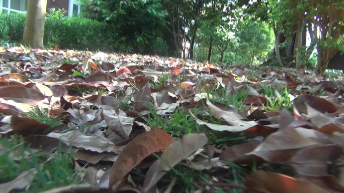 秋天落叶满地，推镜头近景